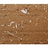 Immunohistochemistry - ELAVL2 Antibody from Signalway Antibody (37685) - Antibodies.com