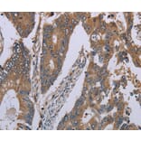 Immunohistochemistry - NLRP12 Antibody from Signalway Antibody (37750) - Antibodies.com