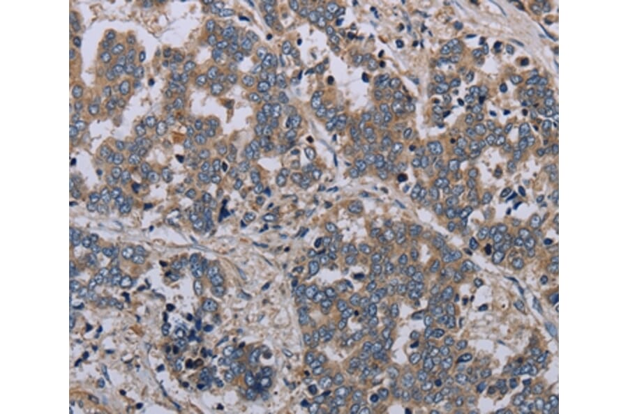 Immunohistochemistry - NLRP12 Antibody from Signalway Antibody (37750) - Antibodies.com