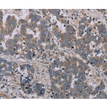 Immunohistochemistry - NLRP12 Antibody from Signalway Antibody (37750) - Antibodies.com
