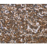 Immunohistochemistry - NCKAP1 Antibody from Signalway Antibody (37754) - Antibodies.com