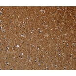 Immunohistochemistry - NCKAP1 Antibody from Signalway Antibody (37754) - Antibodies.com