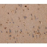 Immunohistochemistry - PLXNA1 Antibody from Signalway Antibody (37833) - Antibodies.com