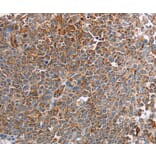 Immunohistochemistry - PLXNA2 Antibody from Signalway Antibody (37834) - Antibodies.com