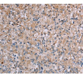 Immunohistochemistry - PLXNA4 Antibody from Signalway Antibody (37835) - Antibodies.com