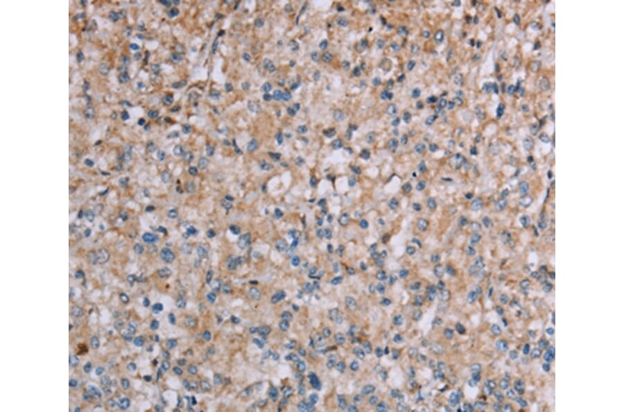Immunohistochemistry - PLXNA4 Antibody from Signalway Antibody (37835) - Antibodies.com