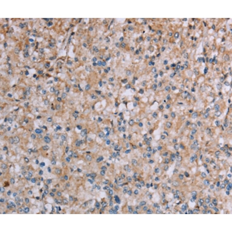 Immunohistochemistry - PLXNA4 Antibody from Signalway Antibody (37835) - Antibodies.com