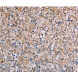 Immunohistochemistry - PLXNA4 Antibody from Signalway Antibody (37835) - Antibodies.com