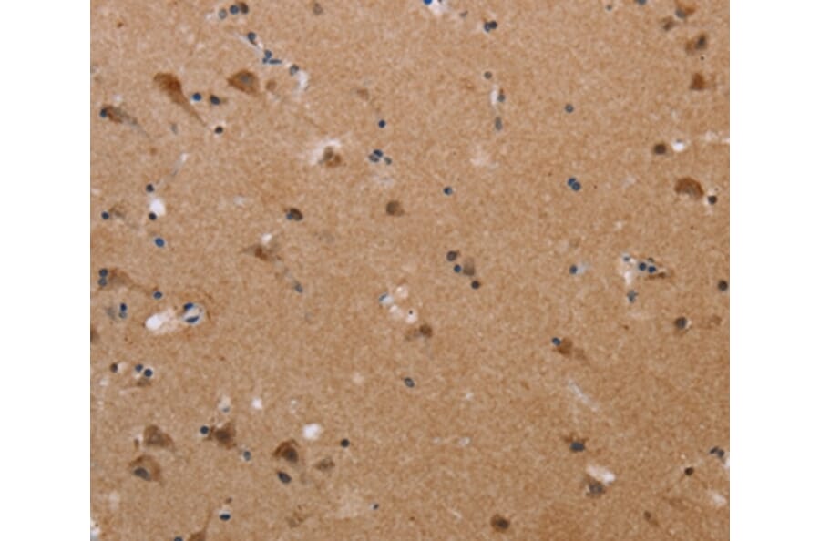 Immunohistochemistry - PLXNA4 Antibody from Signalway Antibody (37835) - Antibodies.com
