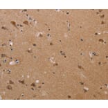 Immunohistochemistry - PLXNA4 Antibody from Signalway Antibody (37835) - Antibodies.com