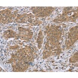 Immunohistochemistry - RNF139 Antibody from Signalway Antibody (37873) - Antibodies.com
