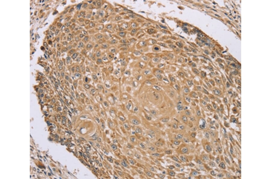Immunohistochemistry - RNF148 Antibody from Signalway Antibody (37874) - Antibodies.com