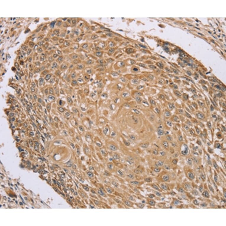 Immunohistochemistry - RNF148 Antibody from Signalway Antibody (37874) - Antibodies.com