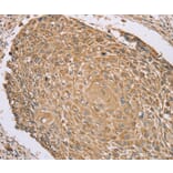 Immunohistochemistry - RNF148 Antibody from Signalway Antibody (37874) - Antibodies.com