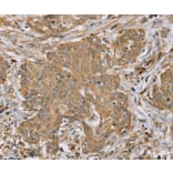 Immunohistochemistry - RNF148 Antibody from Signalway Antibody (37874) - Antibodies.com