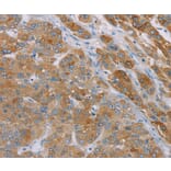 Immunohistochemistry - SAMD4A Antibody from Signalway Antibody (37889) - Antibodies.com