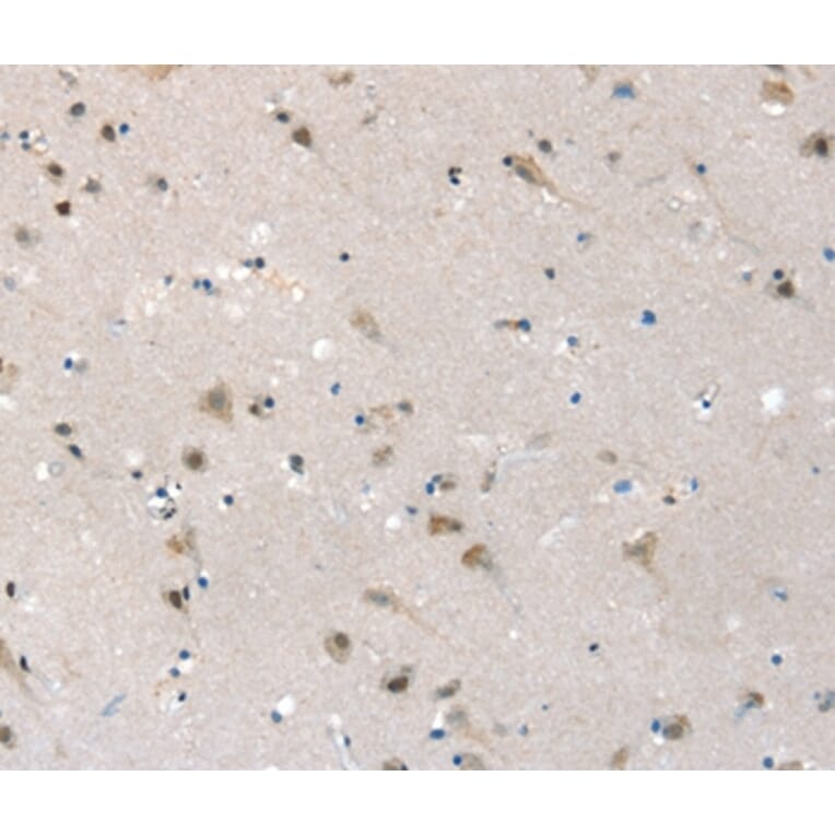 Immunohistochemistry - SLC6A7 Antibody from Signalway Antibody (37948) - Antibodies.com