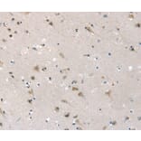 Immunohistochemistry - SLC6A7 Antibody from Signalway Antibody (37948) - Antibodies.com