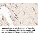 apelin Antibody from Signalway Antibody (39401) - Antibodies.com