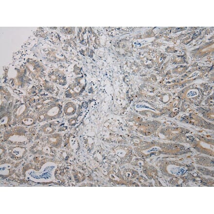 Immunohistochemistry - RNF185 Antibody from Signalway Antibody (40082) - Antibodies.com