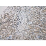 Immunohistochemistry - RNF185 Antibody from Signalway Antibody (40082) - Antibodies.com