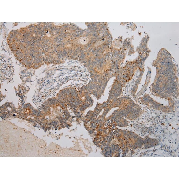 Immunohistochemistry - RNF185 Antibody from Signalway Antibody (40082) - Antibodies.com