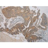 Immunohistochemistry - RNF185 Antibody from Signalway Antibody (40082) - Antibodies.com