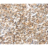 Immunohistochemistry - SEMA4A Antibody from Signalway Antibody (40097) - Antibodies.com