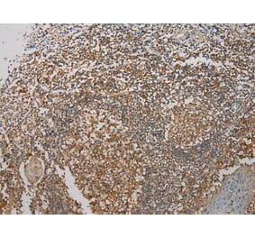 Immunohistochemistry - SEMA4F Antibody from Signalway Antibody (40098) - Antibodies.com