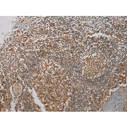 Immunohistochemistry - SEMA4F Antibody from Signalway Antibody (40098) - Antibodies.com