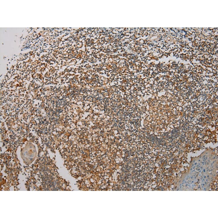 Immunohistochemistry - SEMA4F Antibody from Signalway Antibody (40098) - Antibodies.com