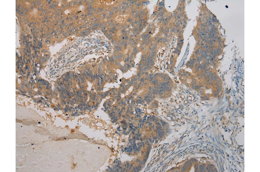 Immunohistochemistry - SEMA4F Antibody from Signalway Antibody (40098) - Antibodies.com