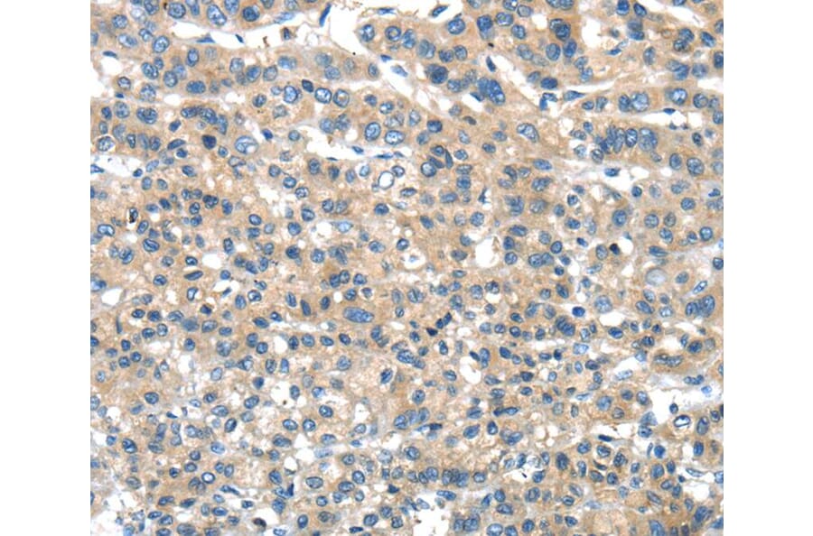 Immunohistochemistry - DNAJA3 Antibody from Signalway Antibody (40102) - Antibodies.com