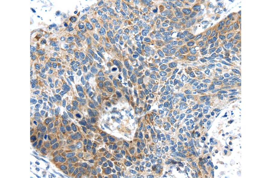 Immunohistochemistry - DNAJA3 Antibody from Signalway Antibody (40102) - Antibodies.com