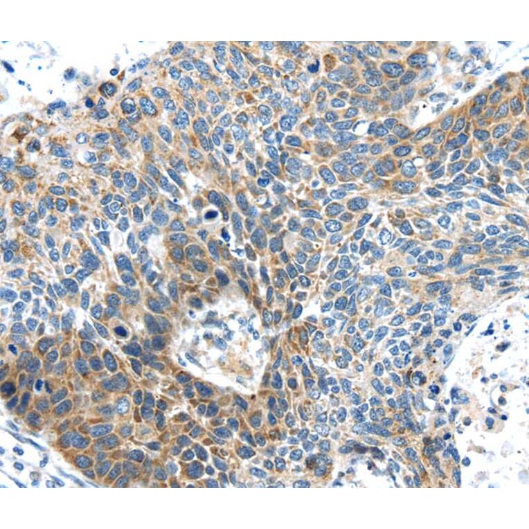 Immunohistochemistry - DNAJA3 Antibody from Signalway Antibody (40102) - Antibodies.com