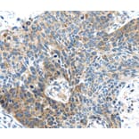 Immunohistochemistry - DNAJA3 Antibody from Signalway Antibody (40102) - Antibodies.com
