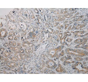 Immunohistochemistry - ARMC10 Antibody from Signalway Antibody (40125) - Antibodies.com