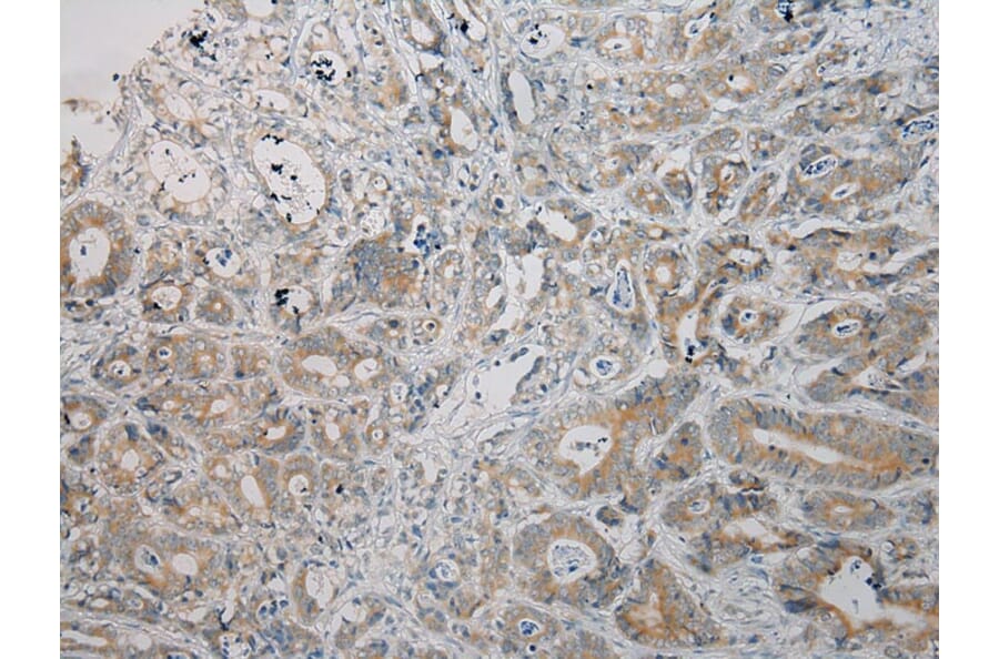 Immunohistochemistry - ARMC10 Antibody from Signalway Antibody (40125) - Antibodies.com