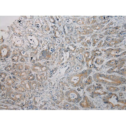 Immunohistochemistry - ARMC10 Antibody from Signalway Antibody (40125) - Antibodies.com