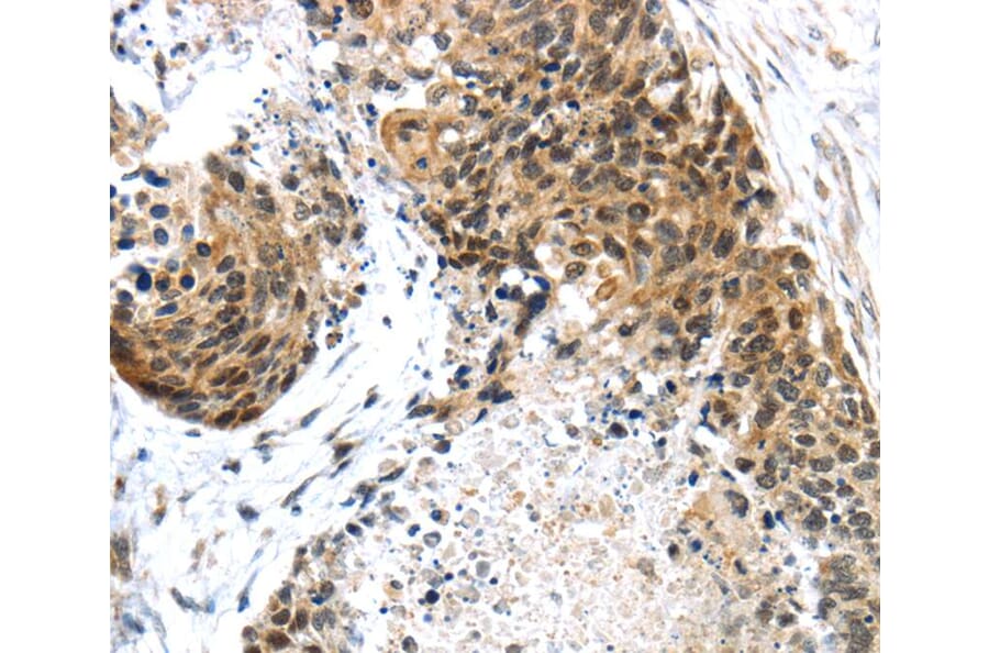 Immunohistochemistry - TRIM74 Antibody from Signalway Antibody (40168) - Antibodies.com