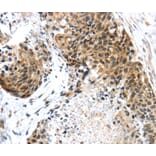 Immunohistochemistry - TRIM74 Antibody from Signalway Antibody (40168) - Antibodies.com
