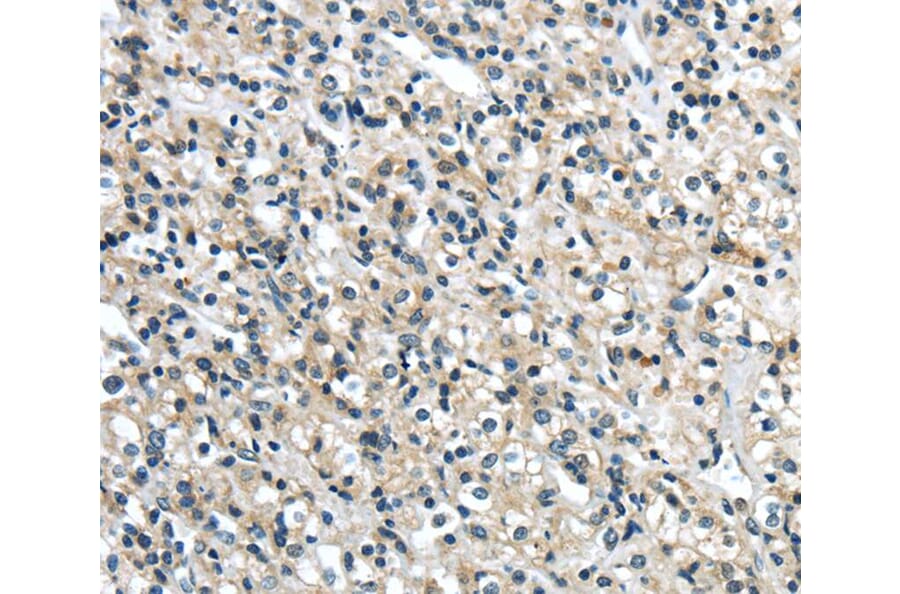 Immunohistochemistry - GRIN2A Antibody from Signalway Antibody (40188) - Antibodies.com