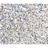 Immunohistochemistry - GRIN2A Antibody from Signalway Antibody (40188) - Antibodies.com