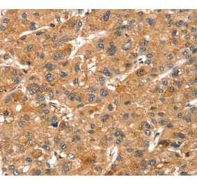 Immunohistochemistry - SPTAN1 Antibody from Signalway Antibody (40221) - Antibodies.com