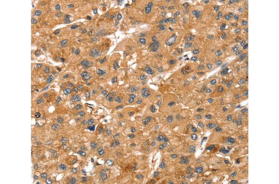 Immunohistochemistry - SPTAN1 Antibody from Signalway Antibody (40221) - Antibodies.com