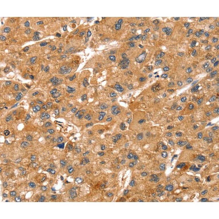 Immunohistochemistry - SPTAN1 Antibody from Signalway Antibody (40221) - Antibodies.com