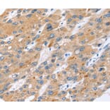 Immunohistochemistry - ERVW-1 Antibody from Signalway Antibody (40230) - Antibodies.com