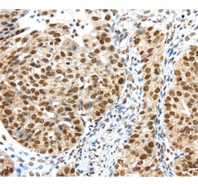 Immunohistochemistry - TRIM33 Antibody from Signalway Antibody (40248) - Antibodies.com