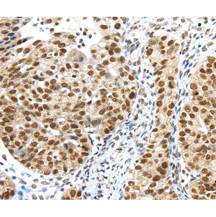 Immunohistochemistry - TRIM33 Antibody from Signalway Antibody (40248) - Antibodies.com