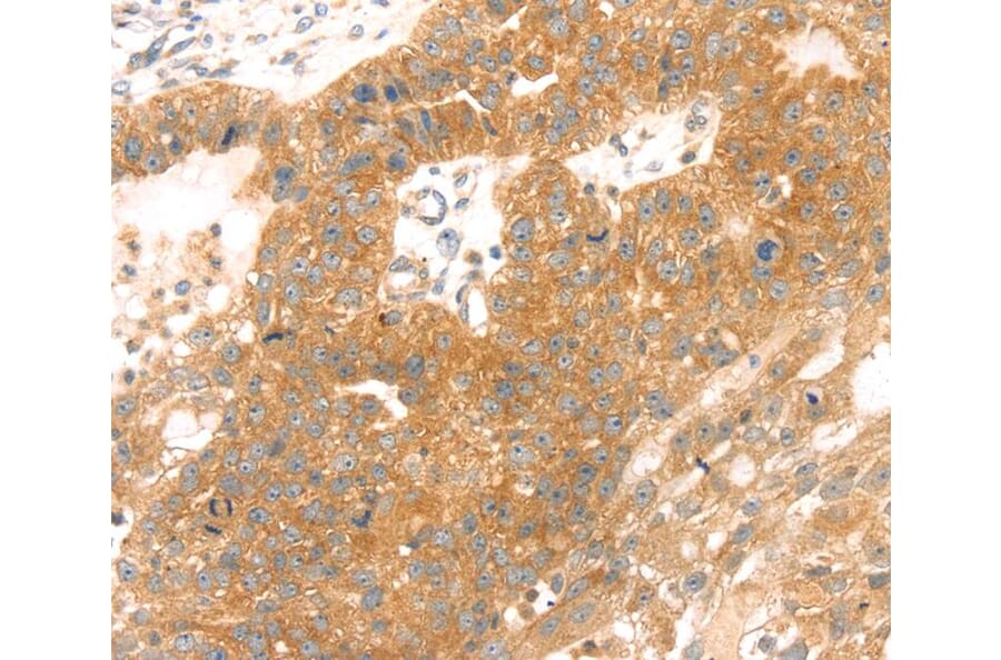 Immunohistochemistry - TMEFF2 Antibody from Signalway Antibody (40252) - Antibodies.com
